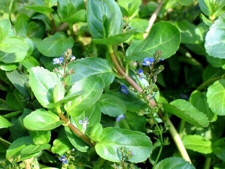 Veronica beccabunga, Bachbunge