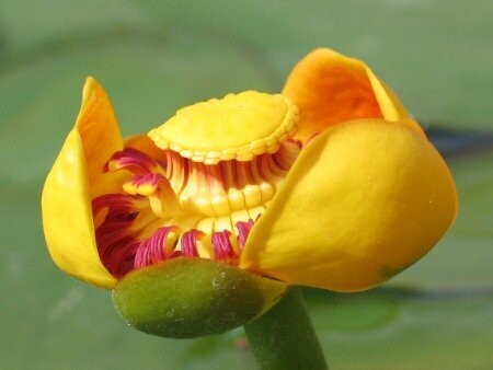 Nuphar advena (amerikanische Teichmummel)