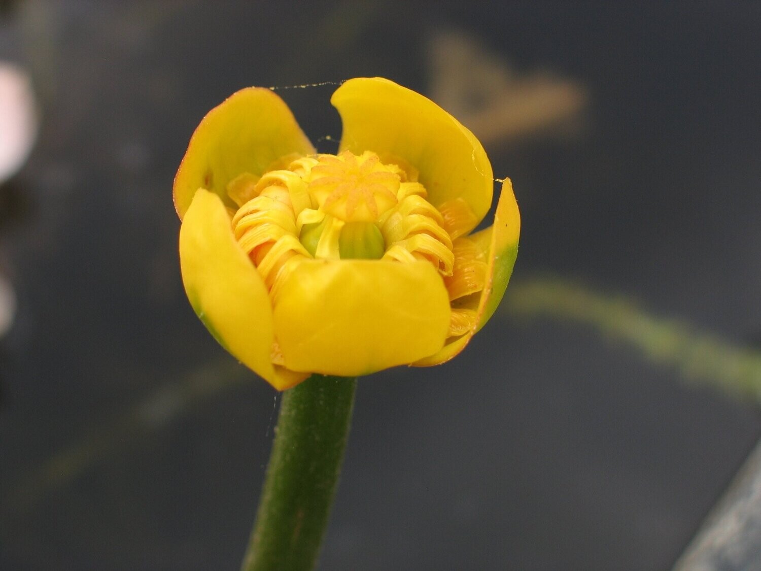 Nuphar lutea (Gelbe Teichrose)