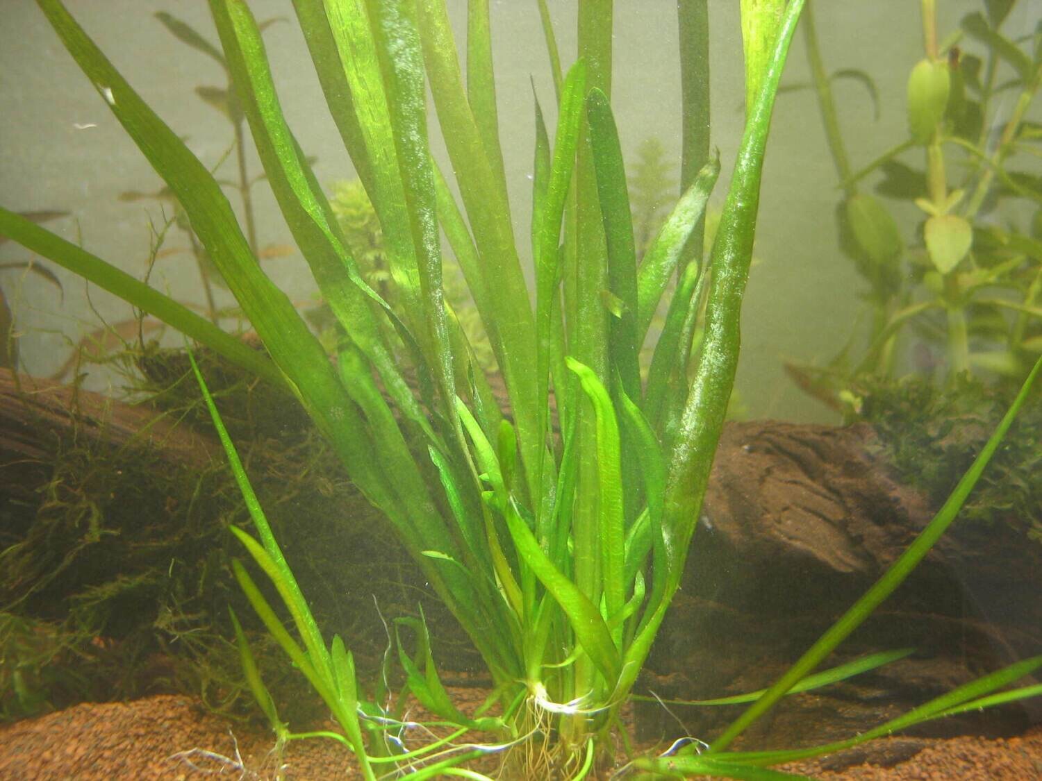 Vallisneria spiralis  (Sumpfschraube)