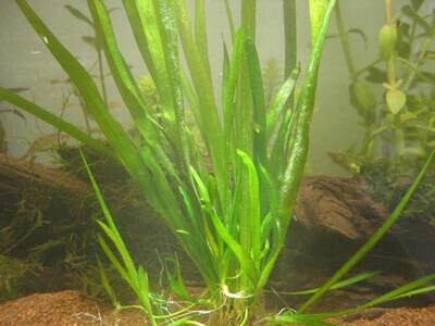 Vallisneria spiralis  (Sumpfschraube)