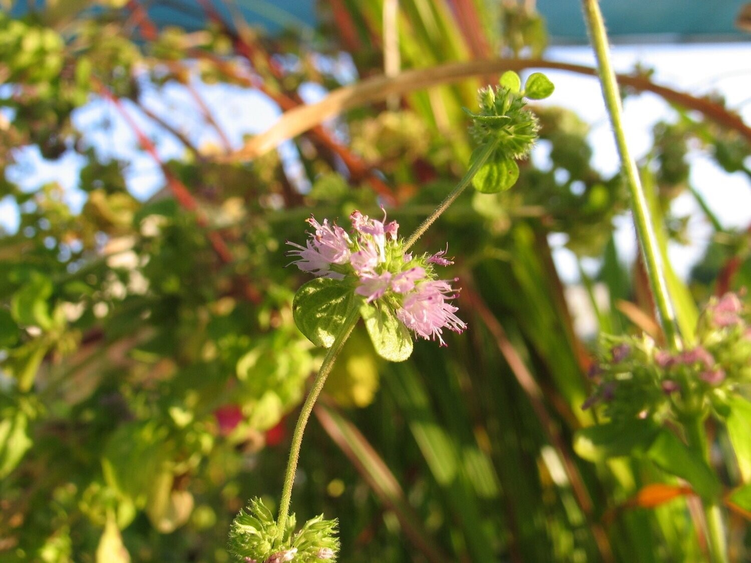 Mentha pulegium (Polei-Minze) Mentha pulegium (Polei-Minze)
