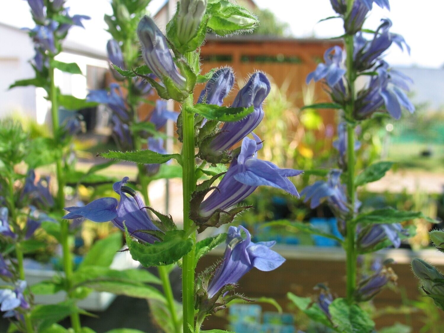 Lobelia siphilitica (Blaue Lobelie)