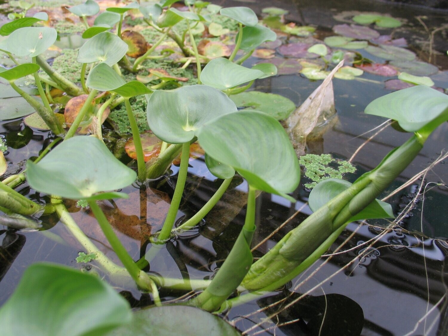 Heteranthera reniformis (Nierenförmiges Trugkölbchen)