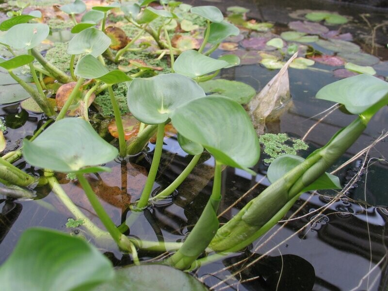 Heteranthera reniformis (Nierenförmiges Trugkölbchen)