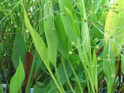 Alisma lanceolata (schmalblättriger Froschlöffel)