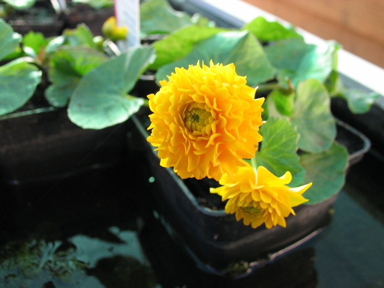 Caltha palustris multiplex (gefülltblühende Sumpfdotterblume)