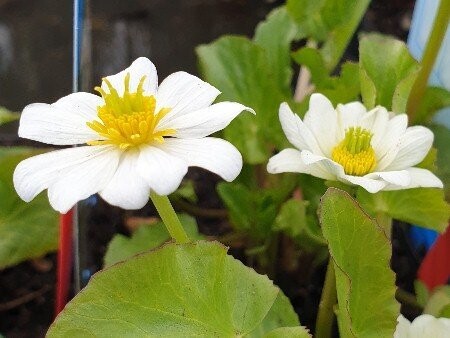 Caltha palustris alba (weiße Sumpfdotterblume) Caltha palustris alba (weiße Sumpfdotterblume)