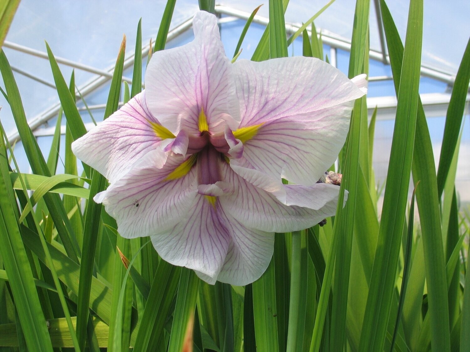 Iris ensata Dinner plate Cheese Cake