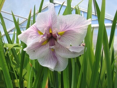 Iris ensata Dinner plate Cheese Cake