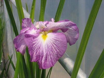 Iris ensata Dinner plate Jell-O