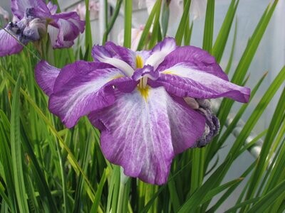 Iris ensata Dinner plate Tiramisu