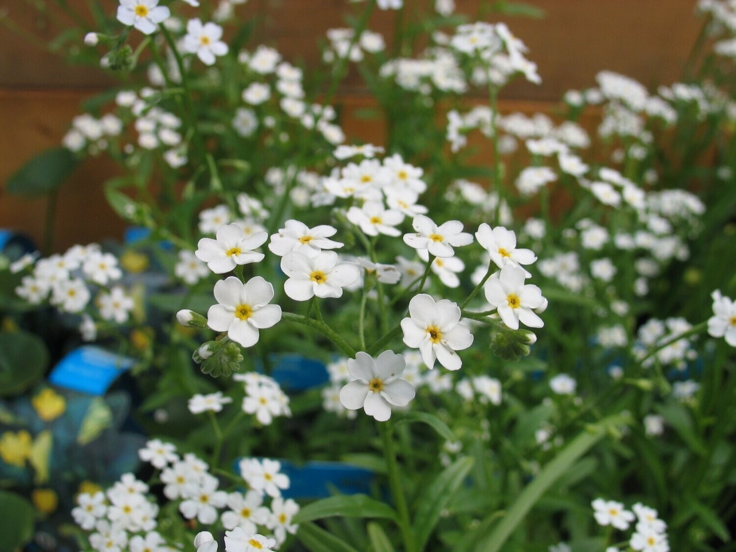 Myosotis palustris white, Sumpfvergißmeinnicht Myosotis palustris white, Sumpfvergißmeinnicht