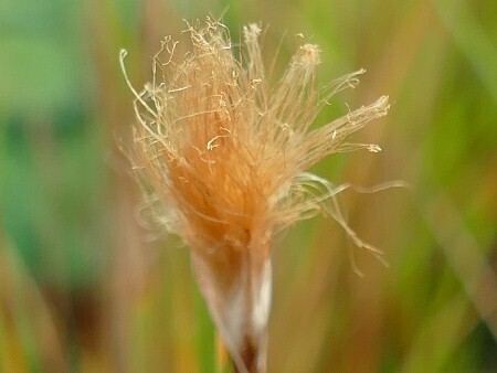 Eriophorum russeolum, Sibirisches Wollgras