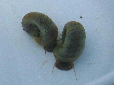 Posthornschnecke Posthornschnecke