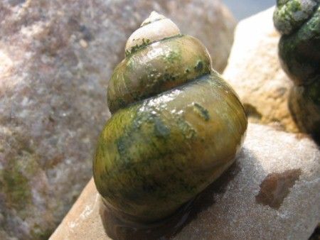 Sumpfdeckelschnecke Sumpfdeckelschnecke