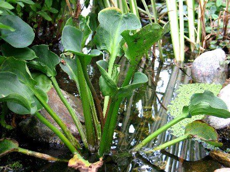 Alisma parviflora, rundblättriger Froschlöffel Alisma parviflora, rundblättriger Froschlöffel