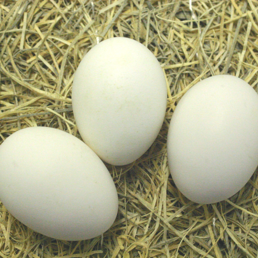 Пушкинские яйца купить. Яйца кур Брама. Курица Брама яйца. Яйца кур породы Брама. Брама цвет яиц.