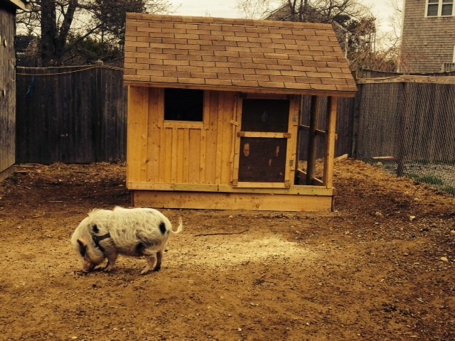 Rustic Chicken Coop
