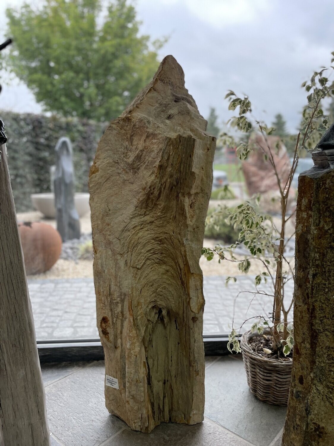 Versteinertes Holz, naturbelassen
