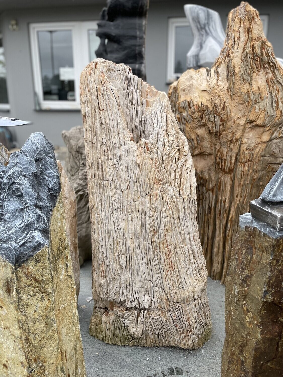 Versteinertes Holz, naturbelassen