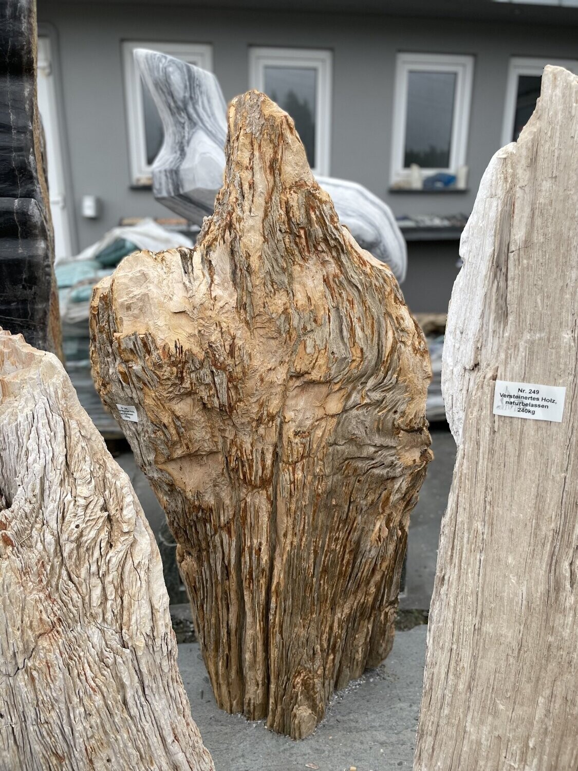 Versteinertes Holz, naturbelassen