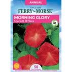 Seeds Morning Glory Scarlett O&#39;Hara