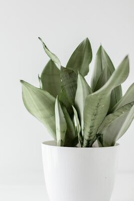 andere schöne Blume