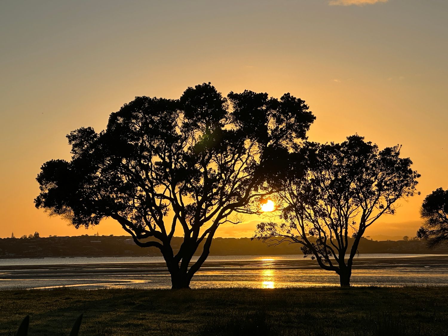 Pohutakawa Golden Glow Sunrise in Glendowie