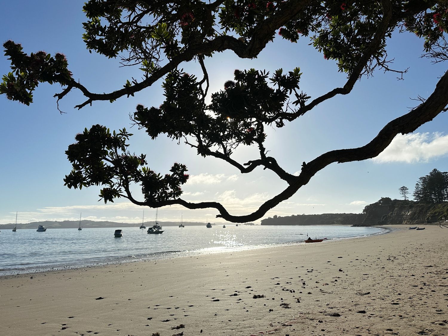 Pohutakawa at Ocean Beach Motuihe