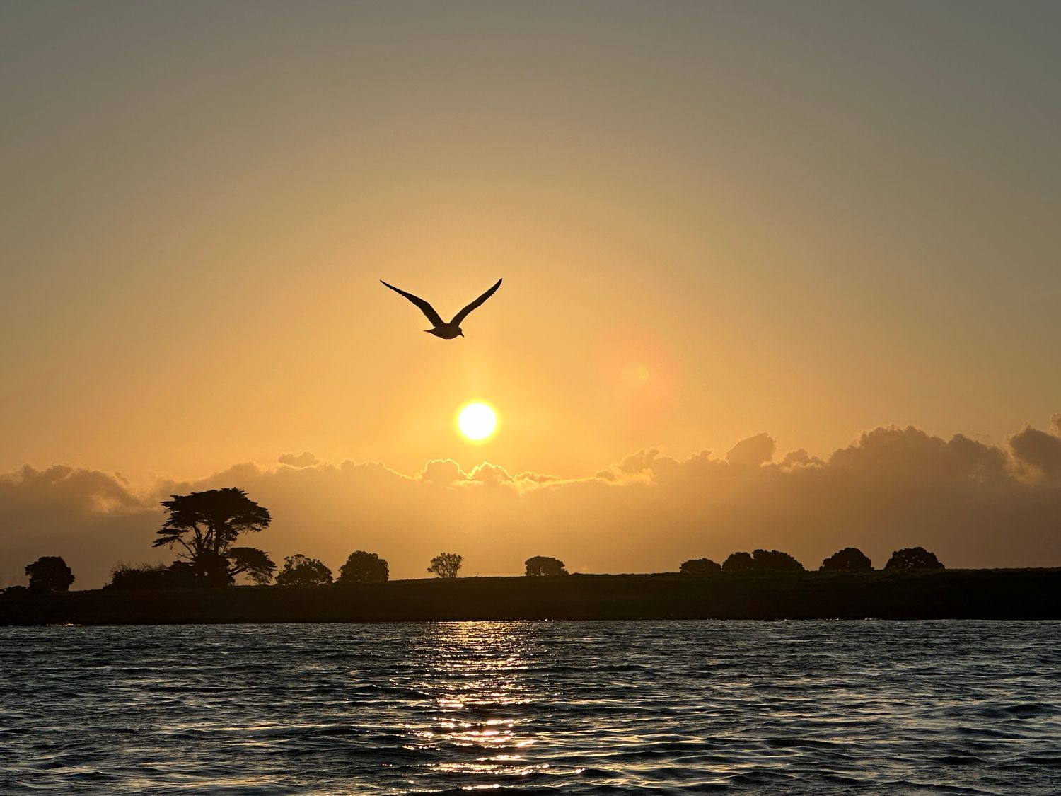 Free Bird