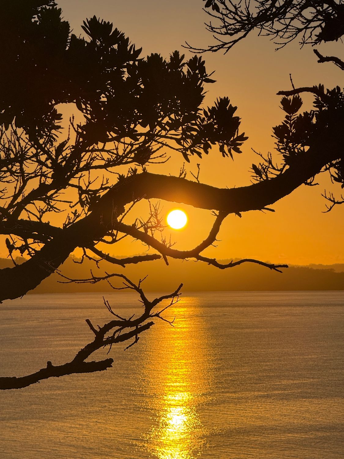 Glendowie Pohutakawa Sunrise