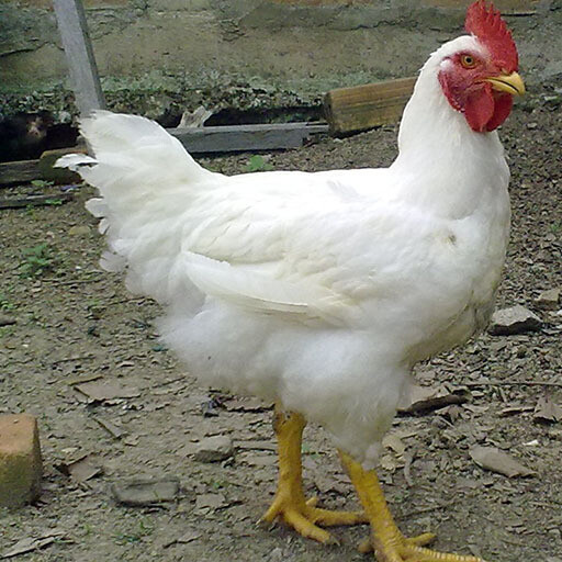 Cornish Cross Broiler