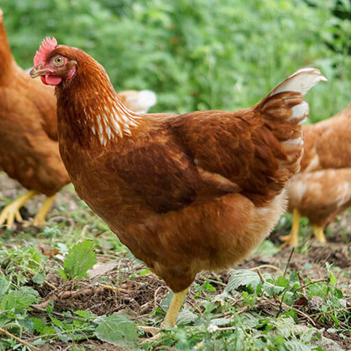 Brown Sexlink Chicks