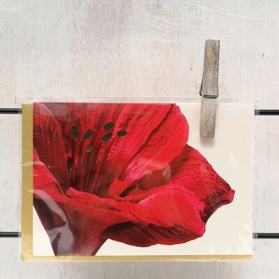 Grußkarte "Amaryllis"