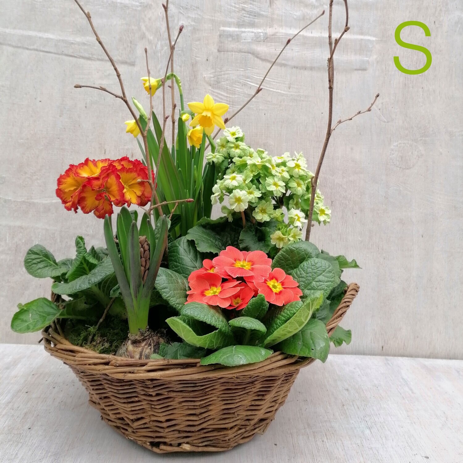 bepflanzter Korb oder Schale