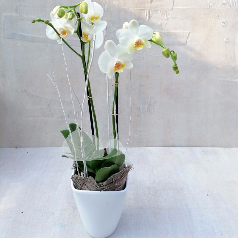 Orchidee mit Übertopf