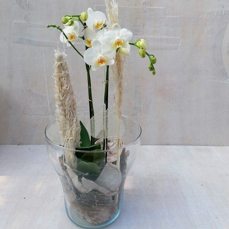 Orchideenglas