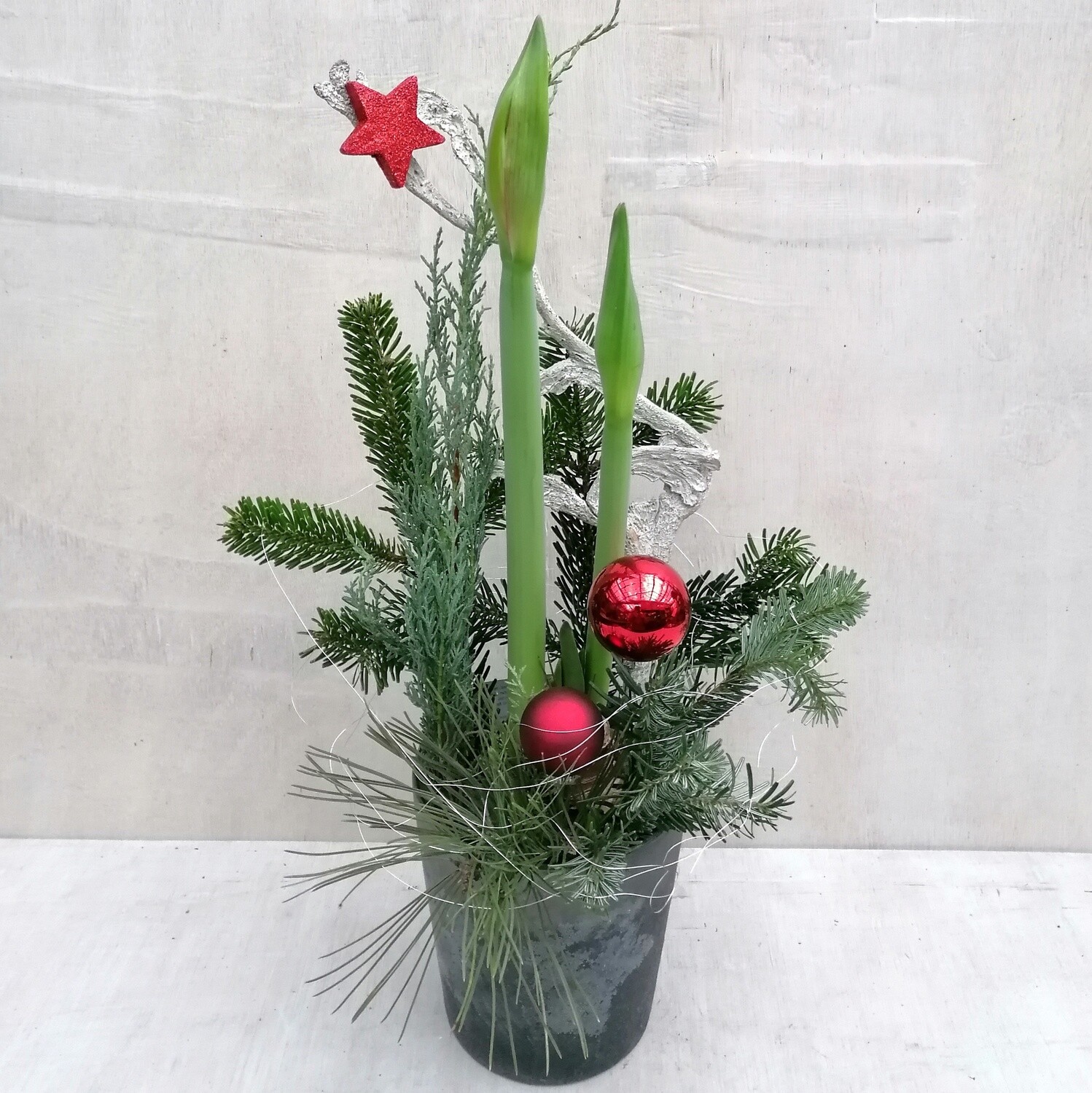 Rote Amaryllis im Topf