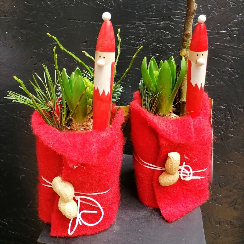 Hyazinthe im Nikolausmantel