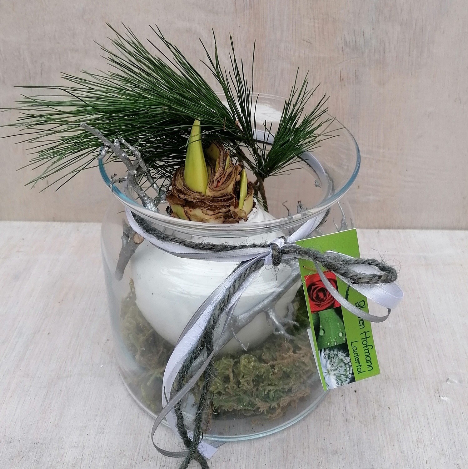 gewachste Amaryllis im Glas