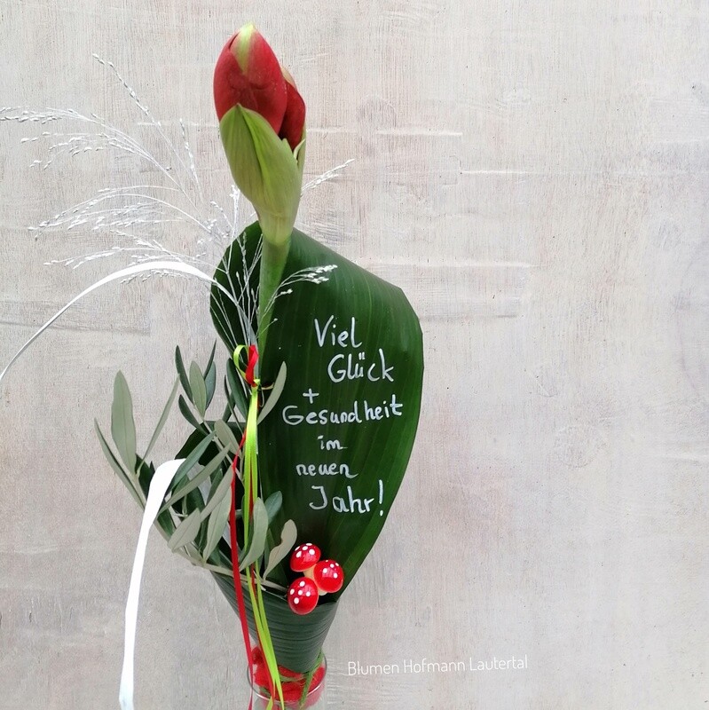 Amaryllis Viel Glück!