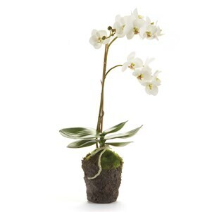 Phalaenopsis 17" White