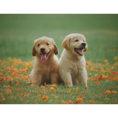 DOGS