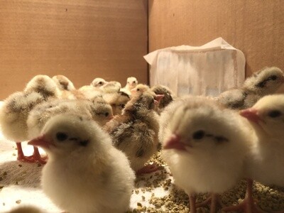 HATCHING