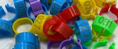 Plastic Leg Bands 16mm (100 pcs) Various Colors