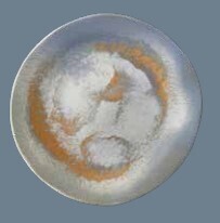 Plates 32cm