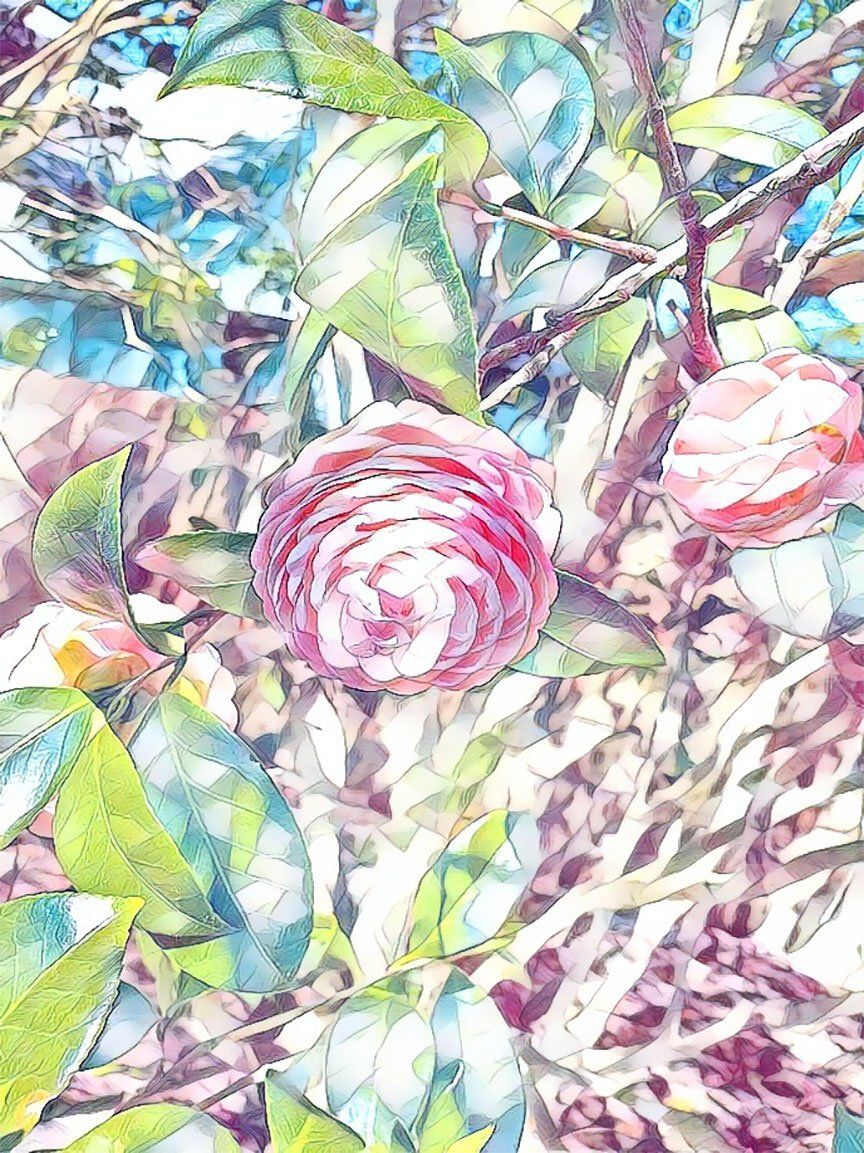 "Pink Perfection 4" by David Johnson