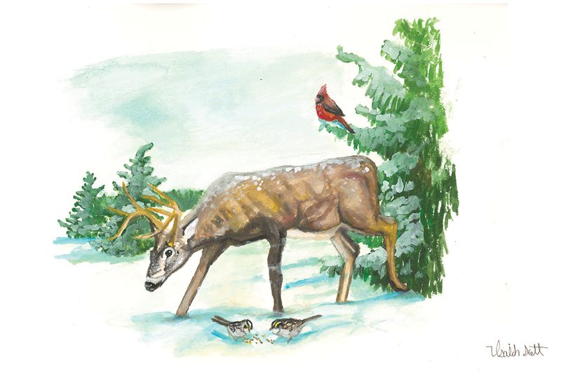 "Winter Deer" by Isaiah Scott