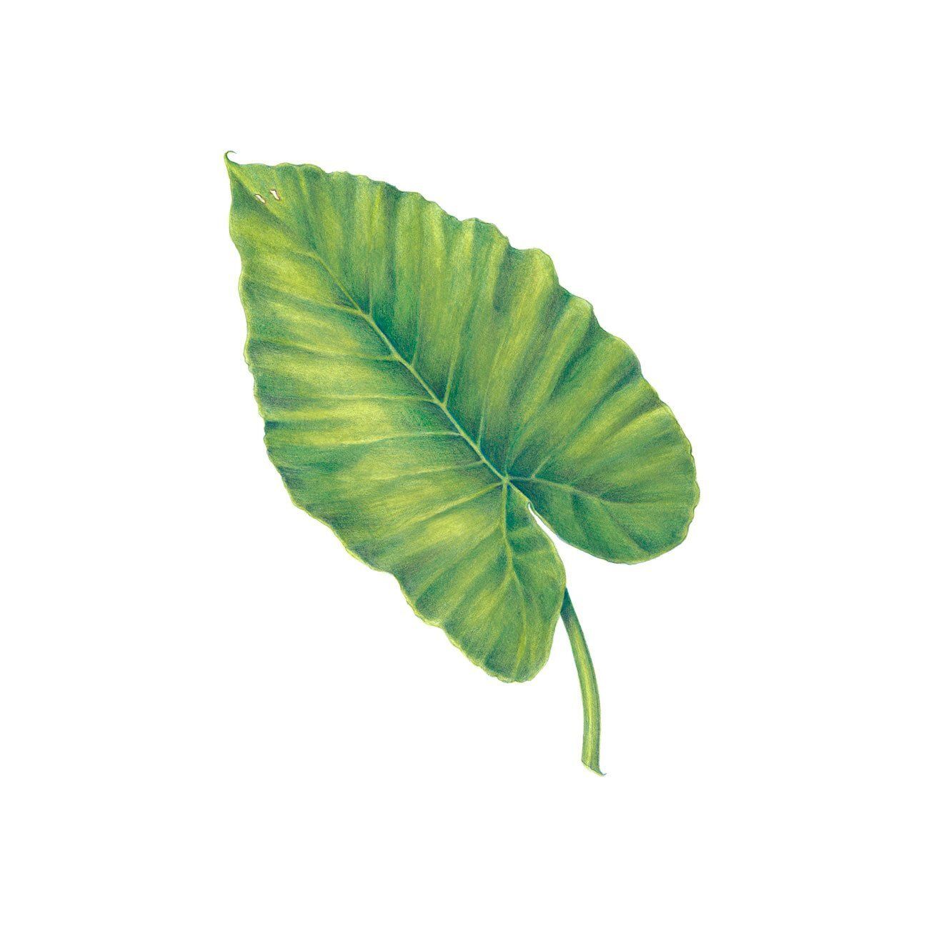 "Elephant Ear" by Denise Robinson